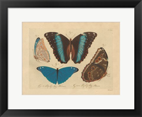 Framed Vintage Butterflies 1 Print