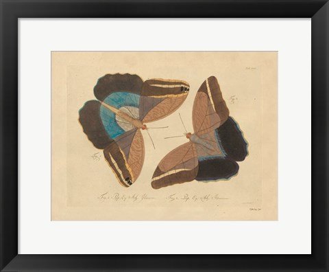 Framed Vintage Butterflies 2 Print