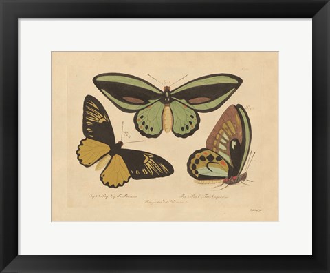 Framed Vintage Butterflies 3 Print