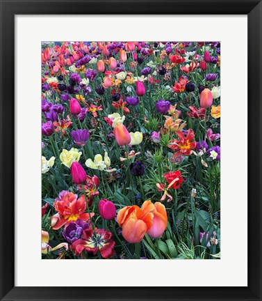 Framed Fields of Color Print