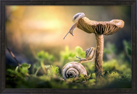 Framed Awakening of Snails Print