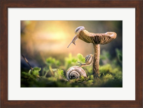 Framed Awakening of Snails Print