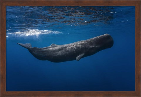 Framed Sperm Whale Print