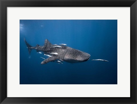 Framed WhaleSshark Print