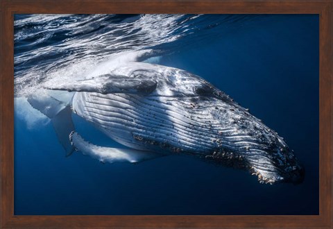 Framed Whale Print