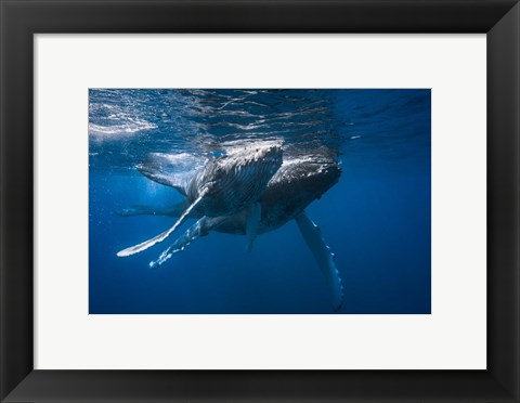 Framed Humpback Whale Print