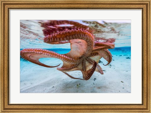 Framed Cctopus Underside Print