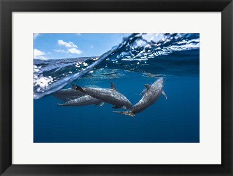 Framed Dolphins Print