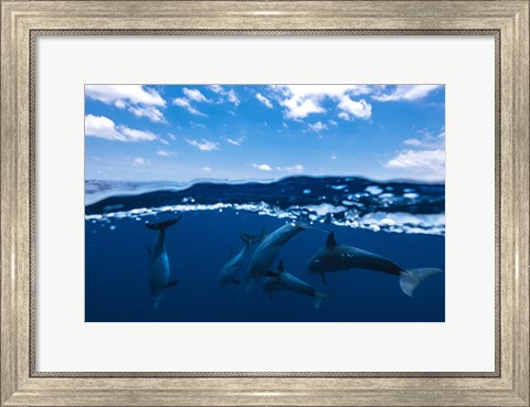 Framed Between Air and Water with the Dolphins Print