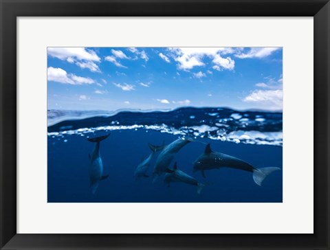 Framed Between Air and Water with the Dolphins Print