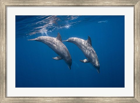 Framed Two Bottlenose Dolphins Print