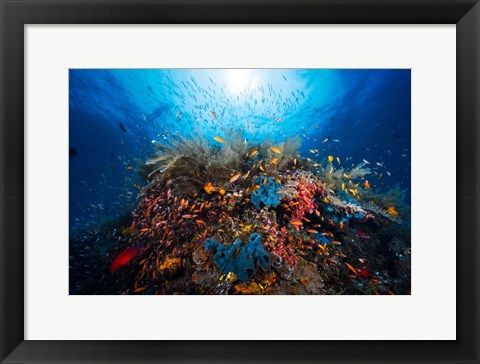 Framed Apnea Print