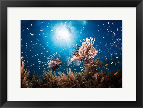 Framed Lionfish Print