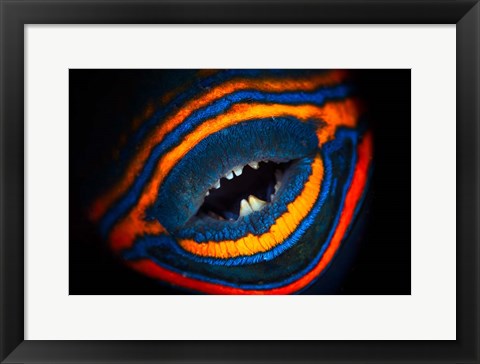 Framed Orange-lined Triggerfish Print