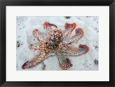 Framed Octopus Print