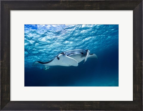 Framed Manta Ray 2 Print