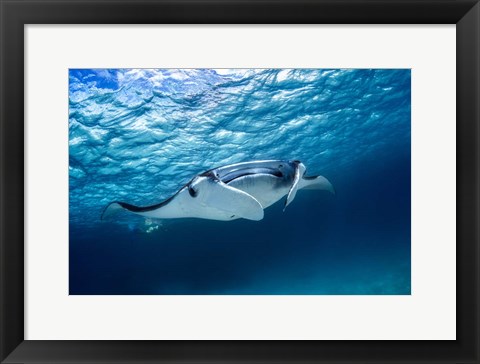 Framed Manta Ray 2 Print