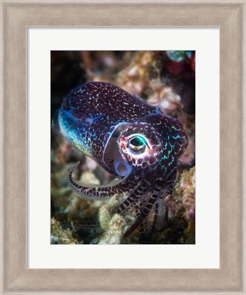 Framed Baby Cuttlefish Print