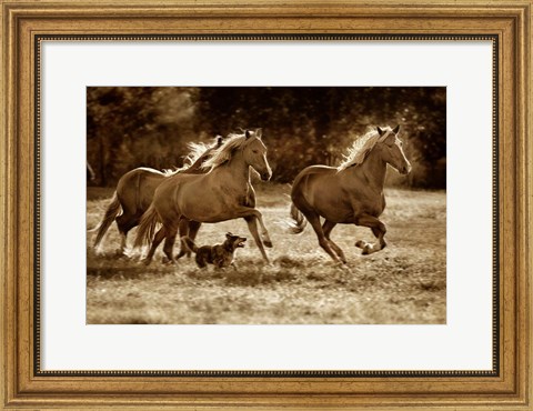 Framed Paso Horses Print