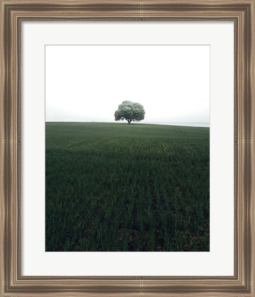 Framed Lonely Oak Tree Print