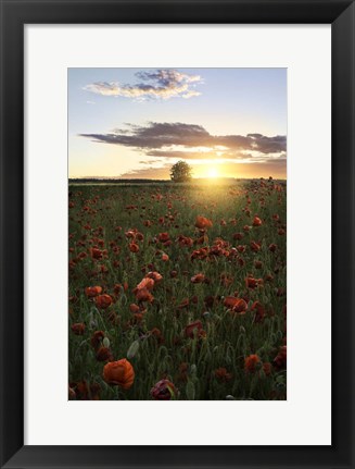 Framed Poppy Fields of Sweden Print