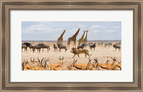 Framed Sovereign Passing By (Masai Mara) Print