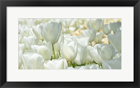 Framed Field of White Tulips Print