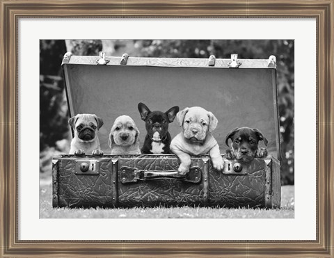 Framed Dog Pups in a Suitcase (detail) Print