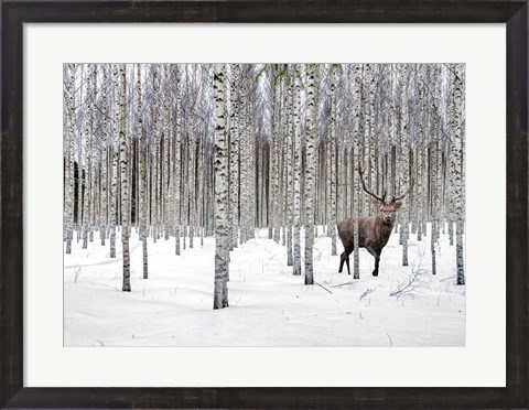 Framed Stag in Birch Forest, Norway Print