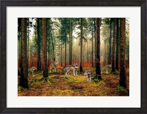 Framed Pack of Wolves in the Woods Print