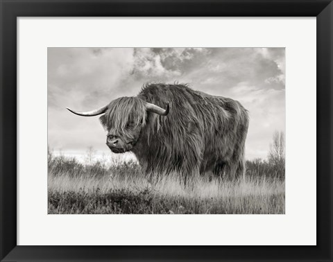 Framed Scottish Highland Bull (BW) Print