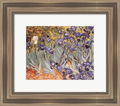 Framed Irises in the Garden, Saint-Remy, c.1889 Print