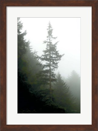 Framed Majestic Pines I Print