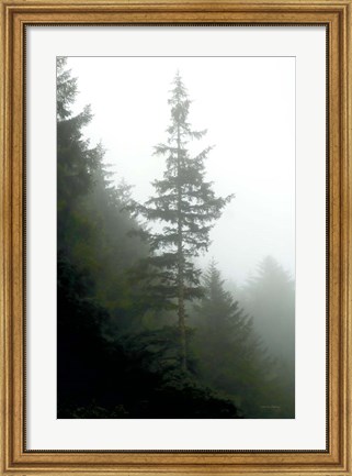 Framed Majestic Pines I Print