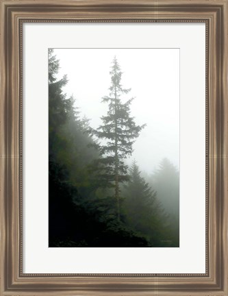 Framed Majestic Pines I Print