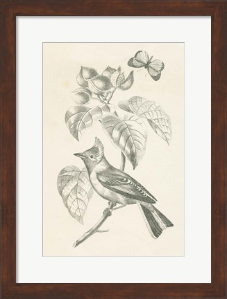 Framed French Bird Drawing Print