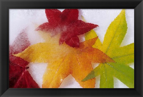 Framed Frozen Maple Tree Leaves Print