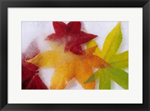 Framed Frozen Maple Tree Leaves Print