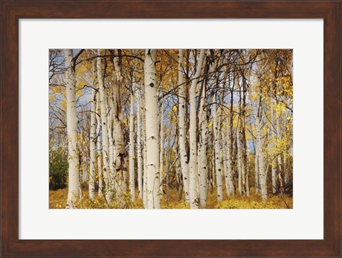 Framed Aspens With Autumn Foliage, Kaibab National Forest, Arizona Print