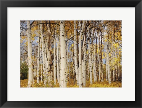 Framed Aspens With Autumn Foliage, Kaibab National Forest, Arizona Print