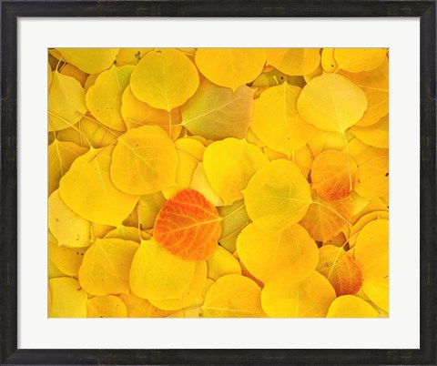 Framed Fallen Aspen Leaves Print