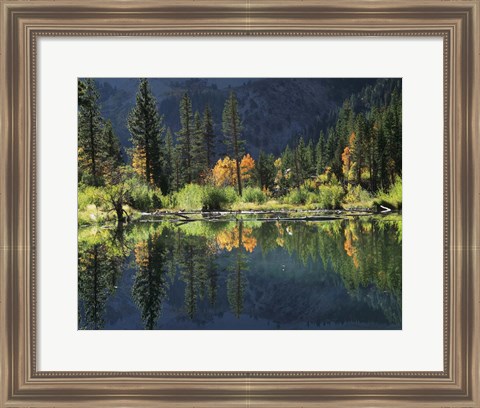 Framed Autumn Colors Of Aspen Trees Reflecting In A Beaver Pond Print