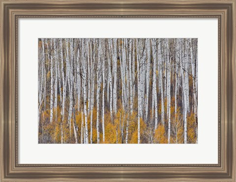 Framed Golden Aspens Print