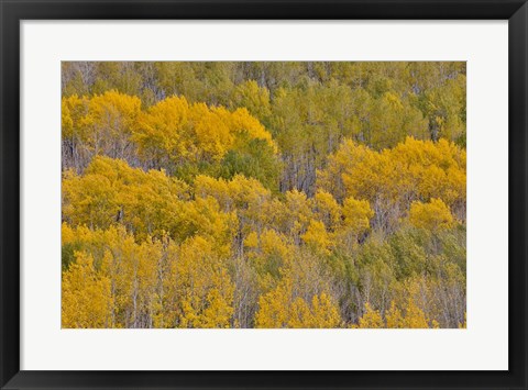 Framed Fall Aspens Print