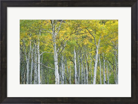 Framed Autumn Aspens In Mcclure Pass In Colorado Print