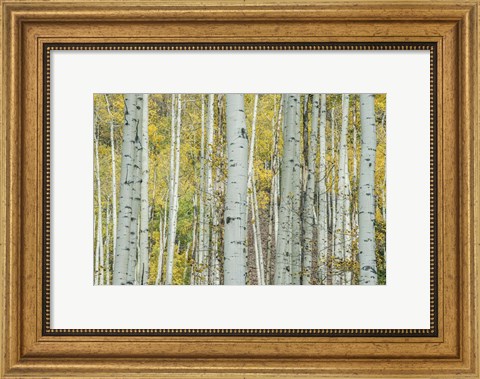 Framed Aspen Trunks Near Castle Creek Print