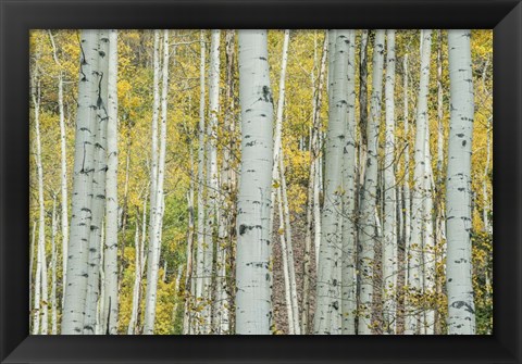 Framed Aspen Trunks Near Castle Creek Print