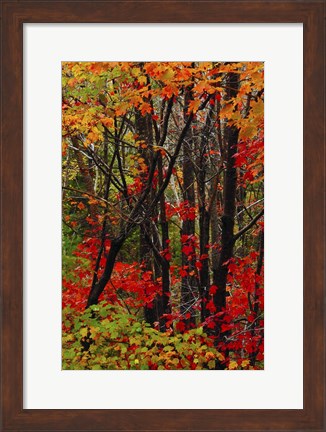 Framed Autumn Foliage At Acadia National Park, Maine Print