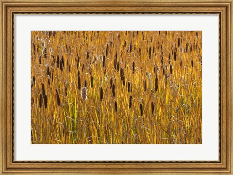 Framed Cattails In Field Print