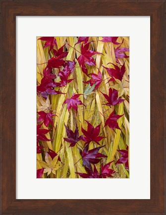 Framed Japanese Maple Leaves Fallen On Japanese Forest Grass Print